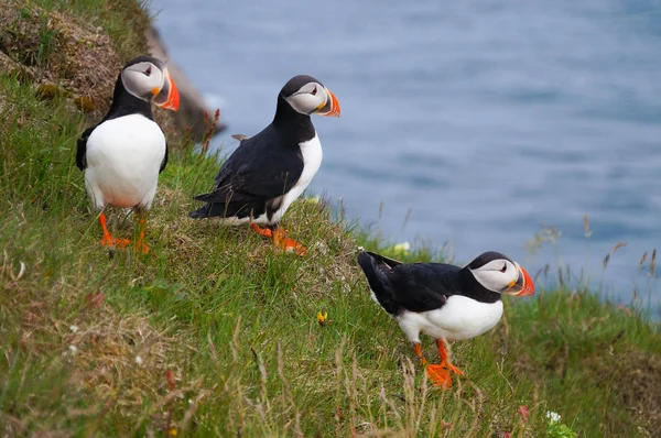 Atlantischer Papageitaucher in latrabjarg Klippen, Island. — Stockfoto