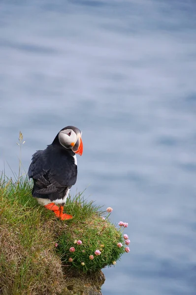 Atlantischer Papageitaucher in latrabjarg Klippen, Island. — Stockfoto