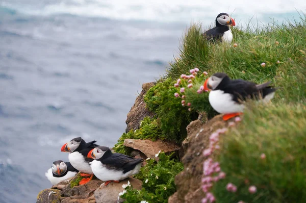 在 Latrabjarg 悬崖上，冰岛的大西洋海雀. — 图库照片