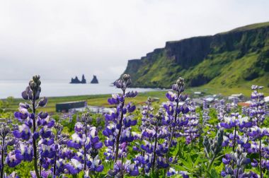 Reynisdrangar arka planda, İzlanda Lupin çiçeklerle.