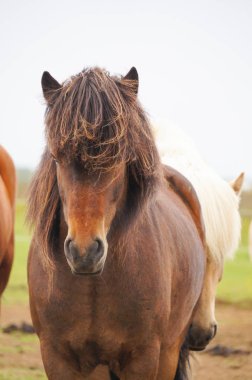 İzlandalı atlar ayakta bir alanda, İzlanda.
