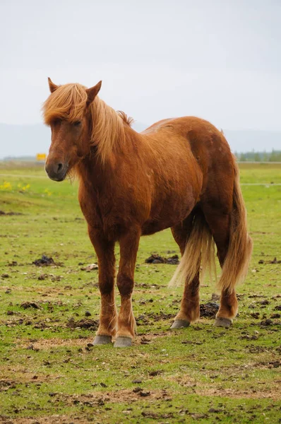 Islandští koně stojící v poli, Island. — Stock fotografie