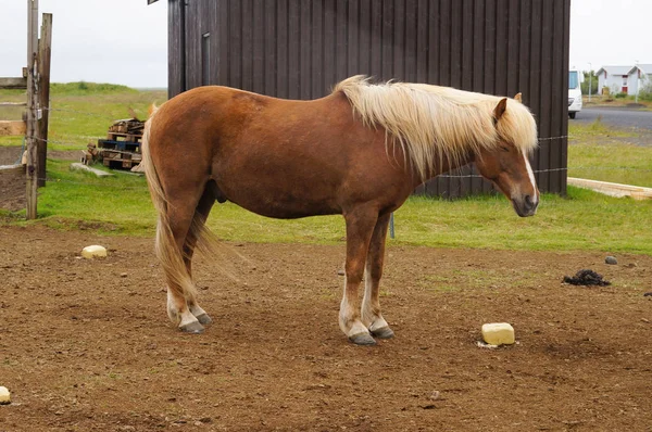 आइसलैंडिक घोड़े एक फार्म, आइसलैंड में खड़े . — स्टॉक फ़ोटो, इमेज