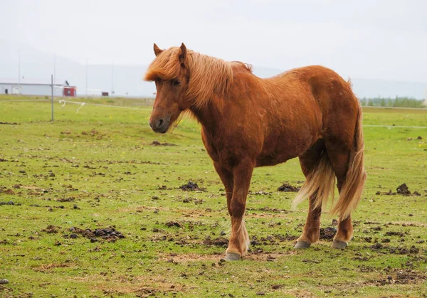 Icelandic horses standing in a field,Iceland. — Stock Photo, Image