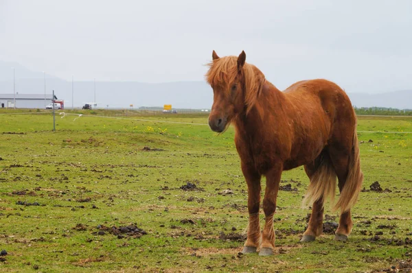 Ianimal, nádhera, krása, plemeno, hnědá, zblizka, closeup, colo — Stock fotografie