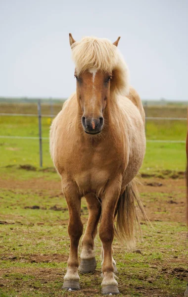 IJslandse paarden staande in een veld, IJsland. — Stockfoto