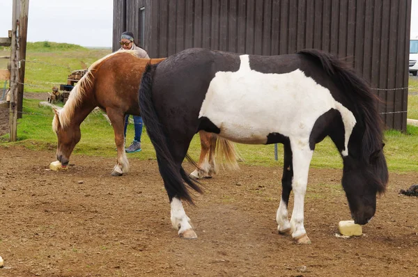 Islandští koně stojící v hospodářství, Island. — Stock fotografie