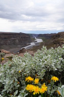 Dettifoss yaz, kuzeydoğu İzlanda.
