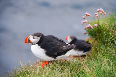 Atlantik martı Latrabjarg kayalıklardan, İzlanda.