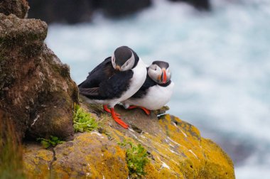Atlantik martı Latrabjarg kayalıklardan, İzlanda.