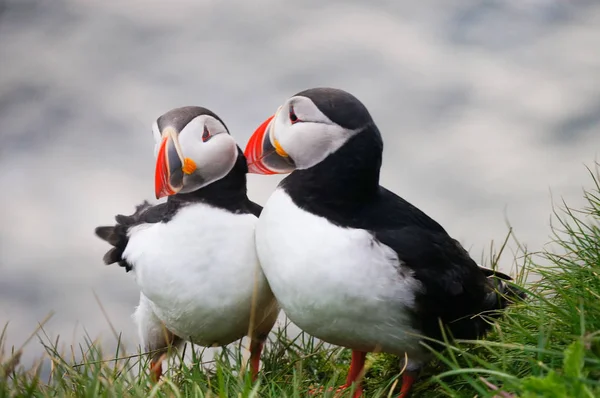 Lunnefågel i Latrabjarg klippor, Island. — Stockfoto