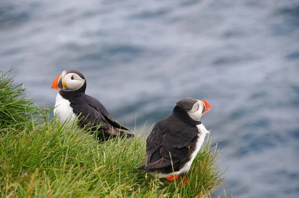 Puffin Atlântico em Latrabjarg cliffs, Islândia . — Fotografia de Stock