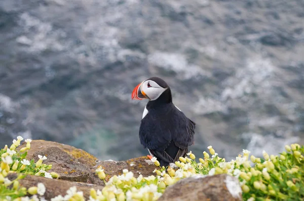 Lunnefågel i Latrabjarg klippor, Island. — Stockfoto