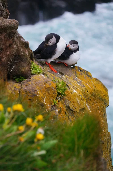 Latrabjarg 断崖、アイスランドでニシツノメドリ. — ストック写真