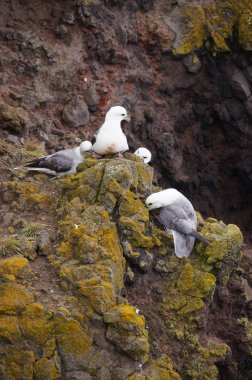 Martılar iç içe Latrabjarg uçurumlarda, İzlanda