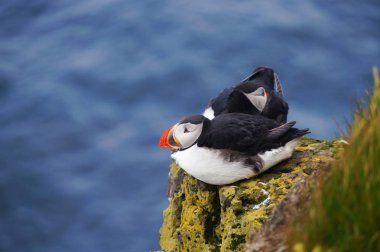 Atlantik martı Latrabjarg kayalıklardan, İzlanda.