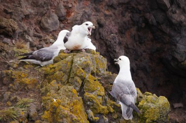 Martılar iç içe Latrabjarg uçurumlarda, İzlanda