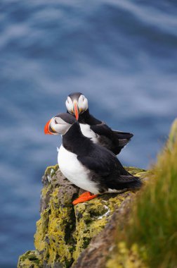 Atlantik martı Latrabjarg kayalıklardan, İzlanda.