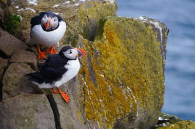 Atlantik martı Latrabjarg kayalıklardan, İzlanda.