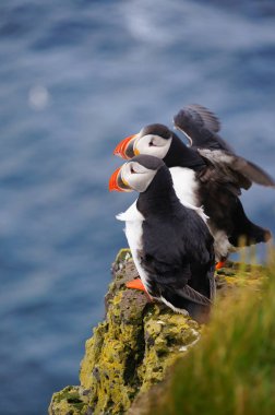 Atlantik martı Latrabjarg kayalıklardan, İzlanda.