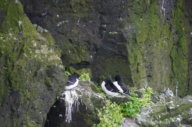 Latrabjarg kuş cliff Batı İzlanda'adlı ortak guillemot. 
