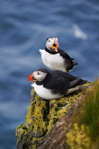 在 Latrabjarg 悬崖上，冰岛的大西洋海雀. — 图库照片