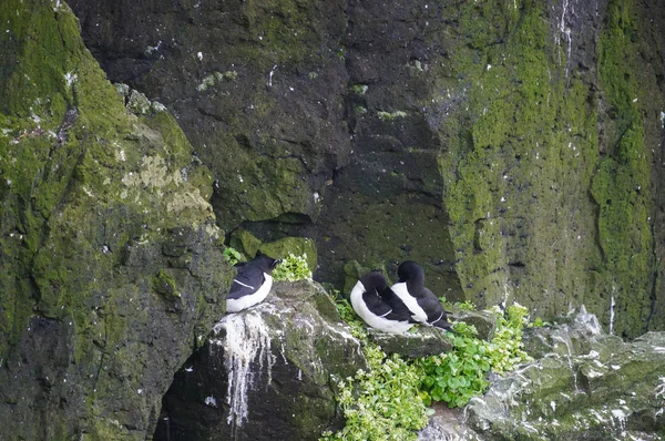 Latrabjarg kuş cliff Batı İzlanda'adlı ortak guillemot. 
