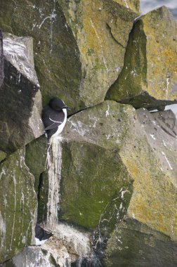 Latrabjarg kuş cliff Batı İzlanda'adlı ortak guillemot. 