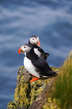 Atlantik martı Latrabjarg kayalıklardan, İzlanda.