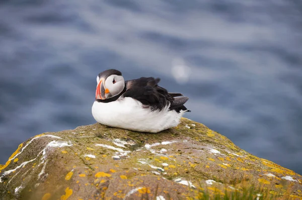 Puffin Atlántico en acantilados de Latrabjarg, Islandia . — Foto de Stock