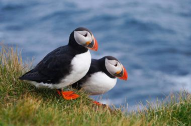 Martılar iç içe Latrabjarg uçurumlarda, İzlanda