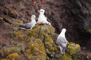 Martılar iç içe Latrabjarg uçurumlarda, İzlanda