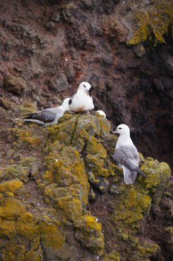 Martılar iç içe Latrabjarg uçurumlarda, İzlanda