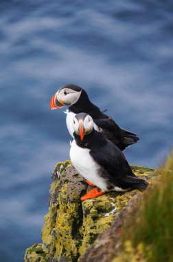 Atlantik martı Latrabjarg kayalıklardan, İzlanda.