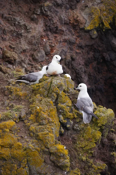 Martılar iç içe Latrabjarg uçurumlarda, İzlanda