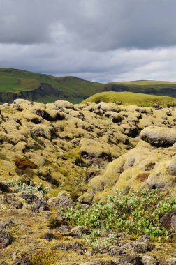 Yeşil yosun, İzlanda ile kaplı lav alanı.