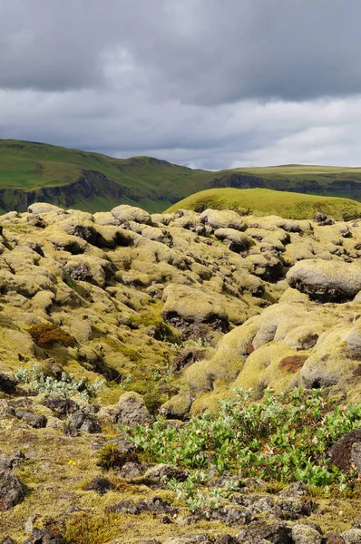 Campo de lava coberto com musgo verde, Islândia . — Fotografia de Stock