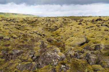 Yeşil yosun, İzlanda ile kaplı lav alanı.