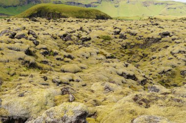 Yeşil yosun, İzlanda ile kaplı lav alanı.
