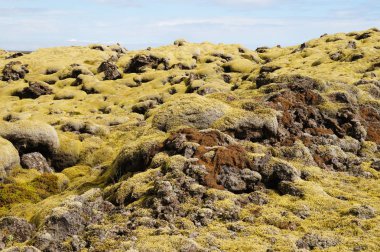 Yeşil yosun, İzlanda ile kaplı lav alanı.