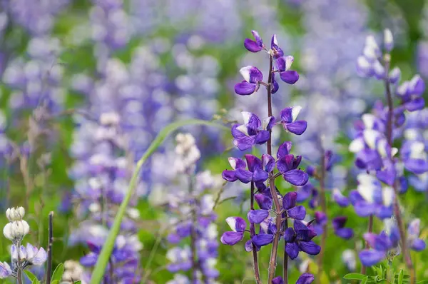 Weide van Arctische lupine, IJsland — Stockfoto