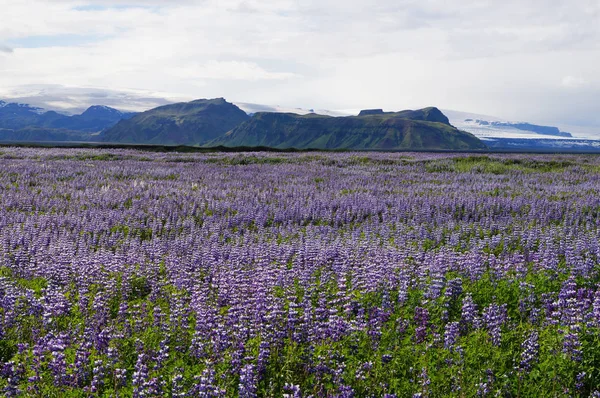 Schöne Aussicht im Sommer, Island. — Stockfoto