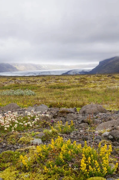 아이슬란드의 아름 다운 야생 꽃 들. — 스톡 사진