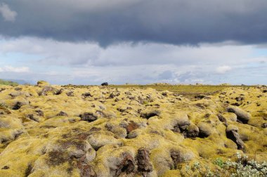 Yeşil yosun, İzlanda ile kaplı lav alanı.