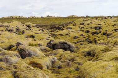 Yeşil yosun, İzlanda ile kaplı lav alanı.