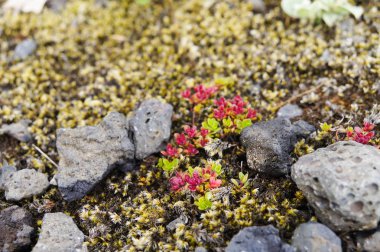 Yeşil yosun ve küçük ağaç, İzlanda ile kaplı lav alanı.