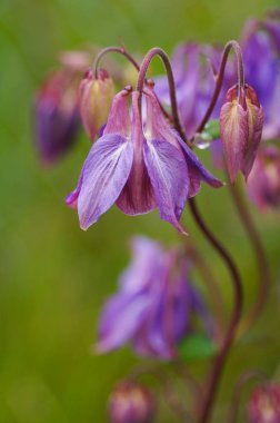İzlanda'daki güzel kır çiçekleri.