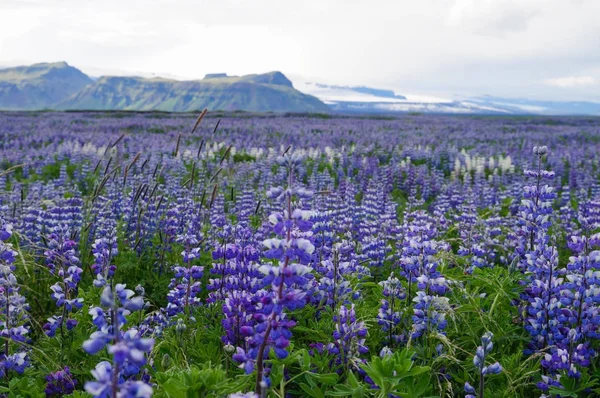 Schöne weiße und violette Lupinen in Island. — Stockfoto