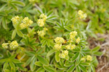 İzlanda'daki güzel kır çiçekleri.