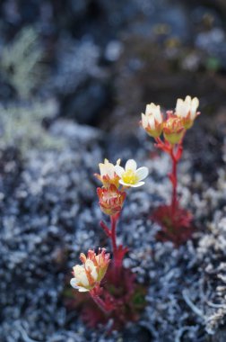 İzlanda'daki güzel kır çiçekleri.
